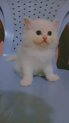 parshean kitan