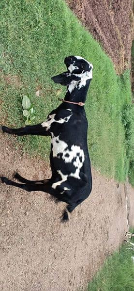 Goat for sale 2