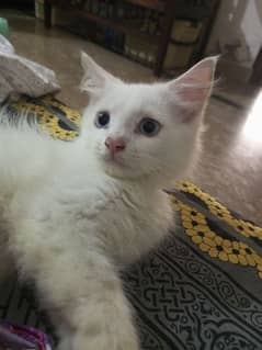 Persian kitten for sale