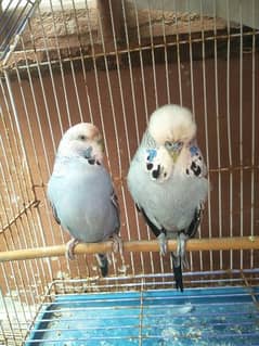 Exhibition budgies king size piar 0