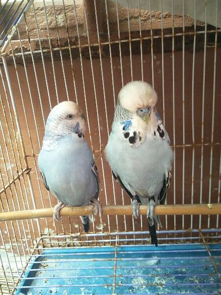 Exhibition budgies king size piar 2