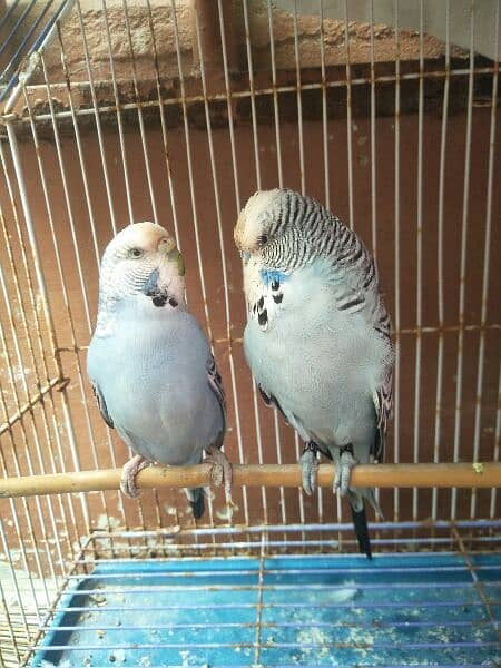 Exhibition budgies king size piar 4