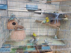 full setup for sell all birds breeder pair pata chicks cage