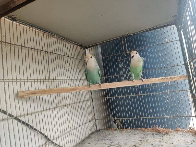 full setup for sell all birds breeder pair pata chicks cage 8