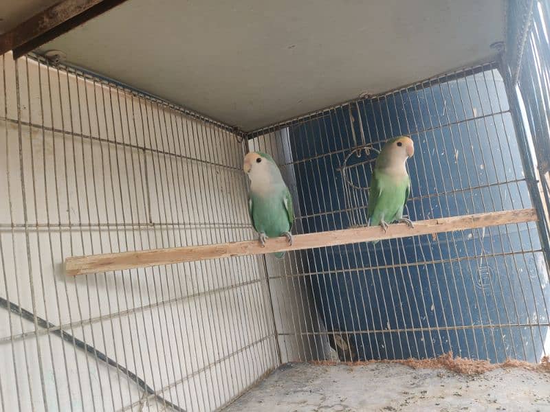 full setup for sell all birds breeder pair pata chicks cage 9