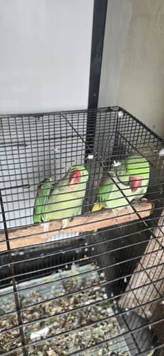 Raw perrot urgent sale