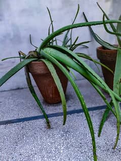 Aloe Vera plant