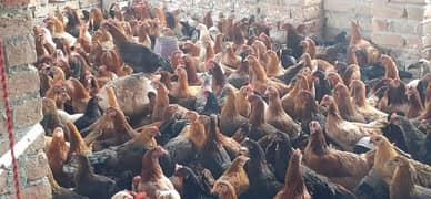 Golden Misri Desi hens hen Murghi pathia available Near to eggs laying