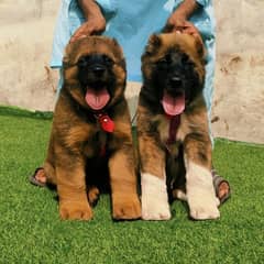 Kurdish kangal dogs pair for sale