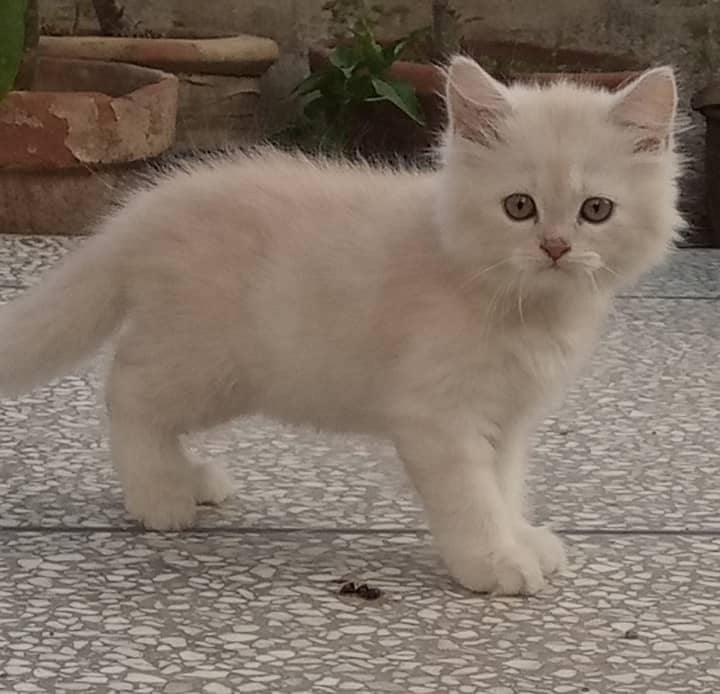 Persian kitten for sale 3