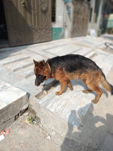 12 Month  German shepherd st*d or dogs available for sale 0