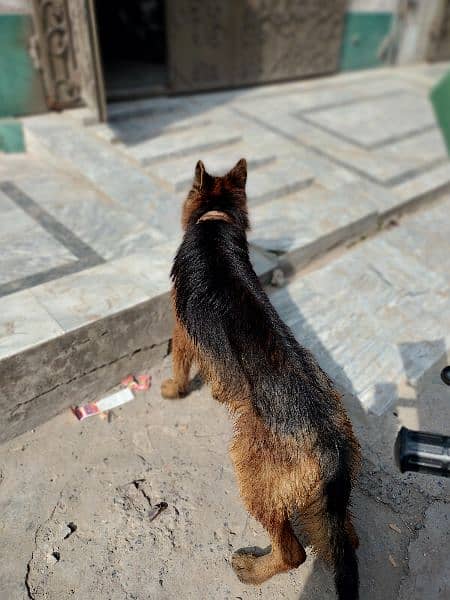 12 Month  German shepherd st*d or dogs available for sale 1