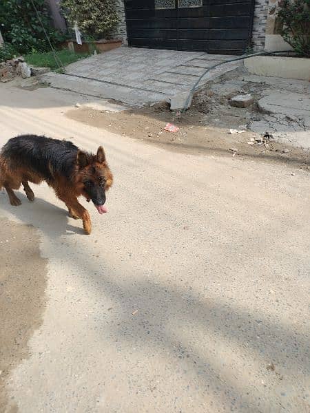 12 Month  German shepherd st*d or dogs available for sale 6