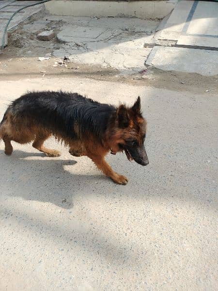 12 Month  German shepherd st*d or dogs available for sale 7