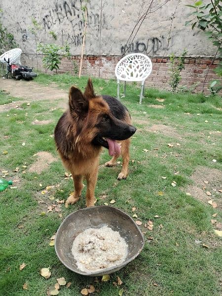 12 Month  German shepherd st*d or dogs available for sale 8