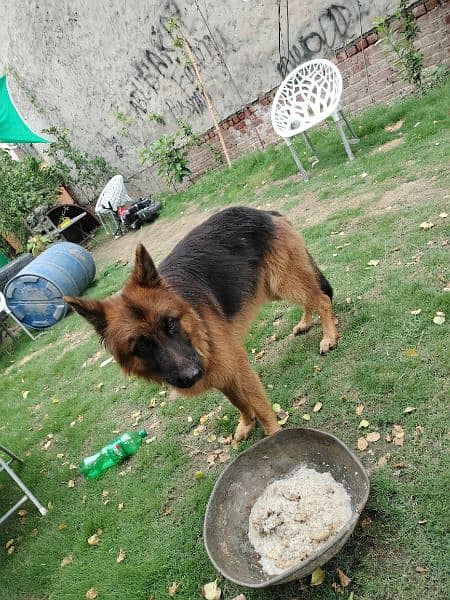 12 Month  German shepherd st*d or dogs available for sale 9