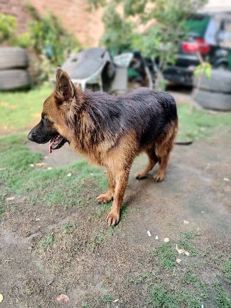 12 Month  German shepherd st*d or dogs available for sale 10