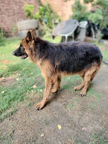 12 Month  German shepherd st*d or dogs available for sale 12