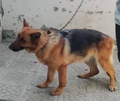 German Shepherd Pedigree Female Dog. Whatsapp +966 57 299 2011