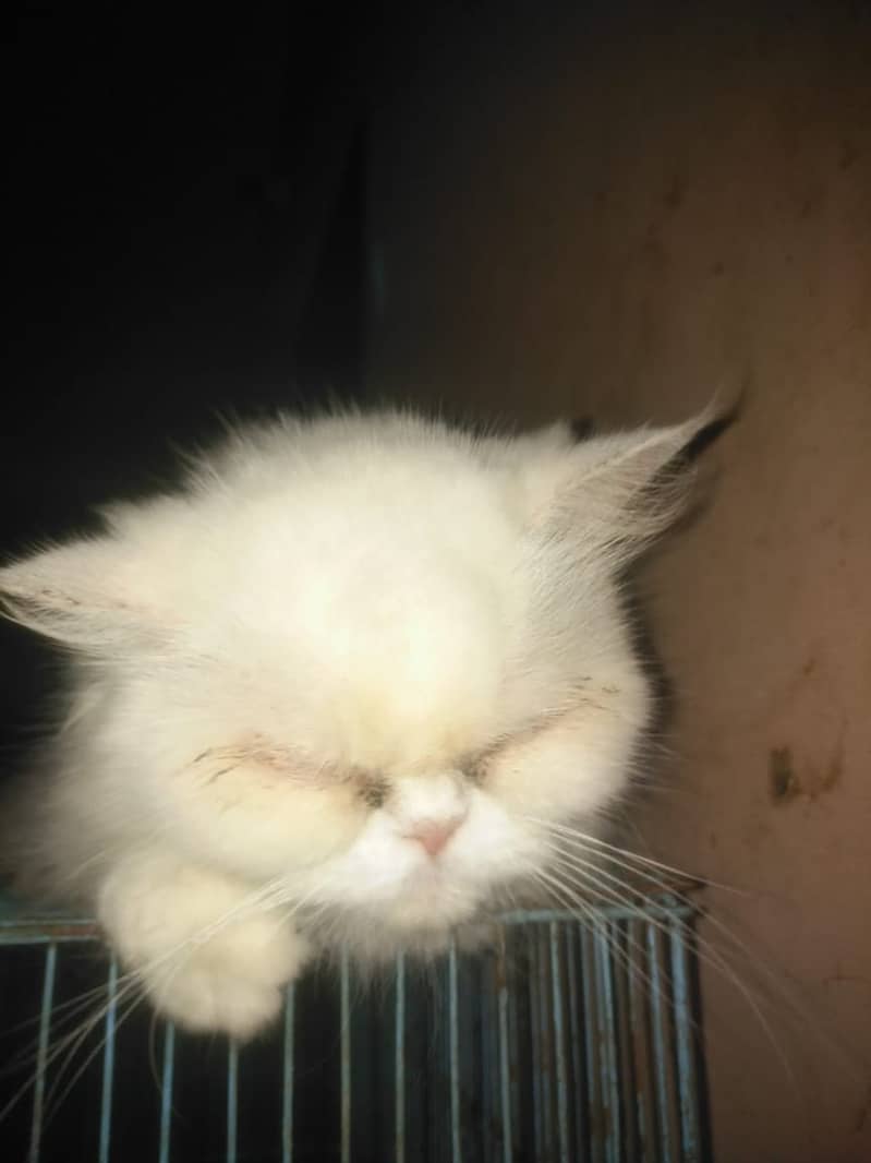 Persian cat 1