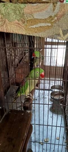 Kashmiri raw parrot pair