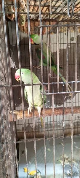 Kashmiri raw parrot pair 1