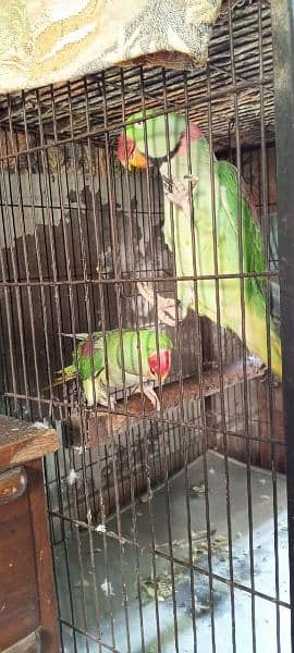 Kashmiri raw parrot pair 2