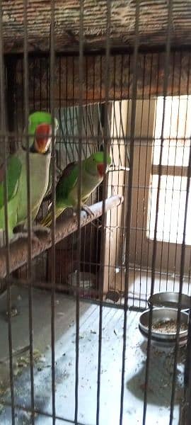 Kashmiri raw parrot pair 3