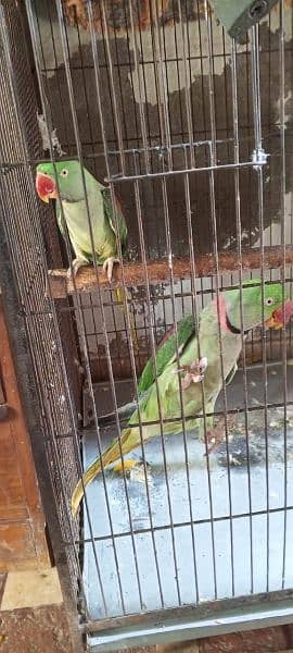 Kashmiri raw parrot pair 5