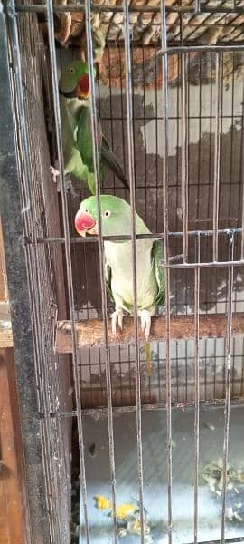 Kashmiri raw parrot pair 6