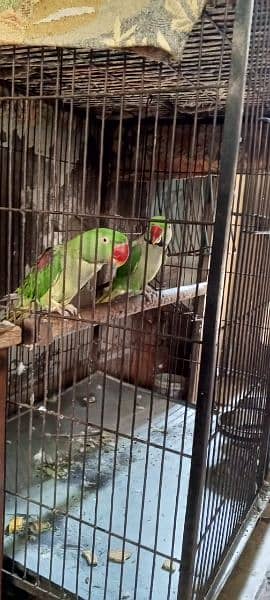 Kashmiri raw parrot pair 7