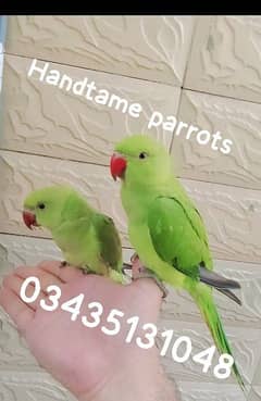 03435131048 //Green ringneck parrots handtame friendly pair