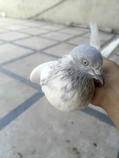 best pigeon for sale