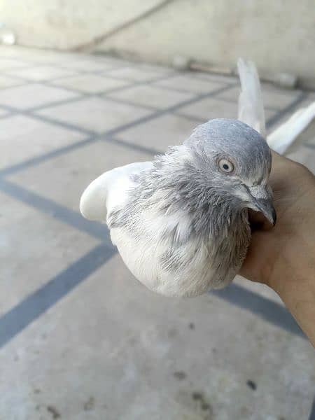 best pigeon for sale 0