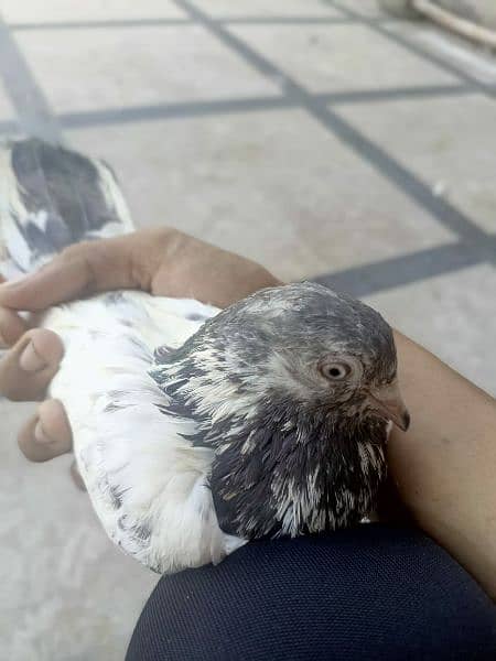 best pigeon for sale 1