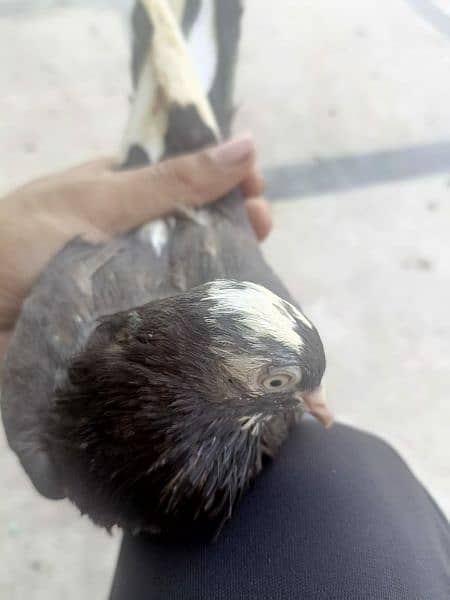 best pigeon for sale 2