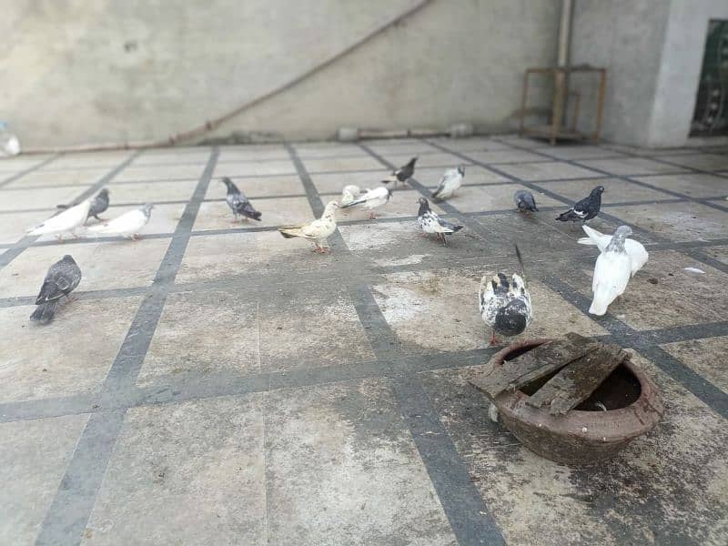 best pigeon for sale 3