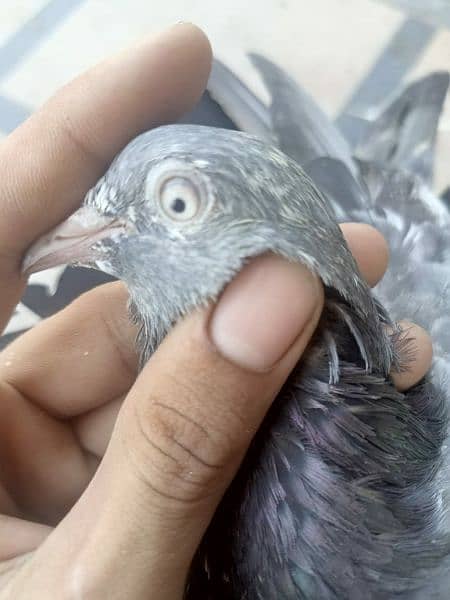 best pigeon for sale 4