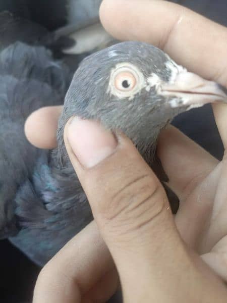 best pigeon for sale 5