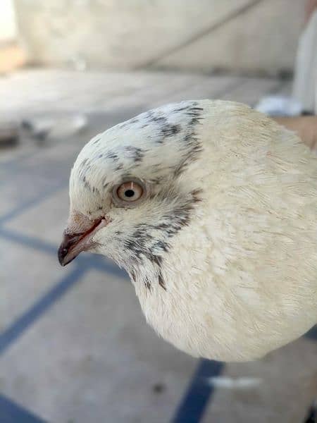 best pigeon for sale 6