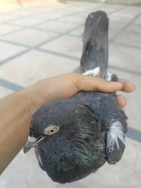 best pigeon for sale 7