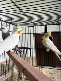 3 Cockatiels Family For Sale