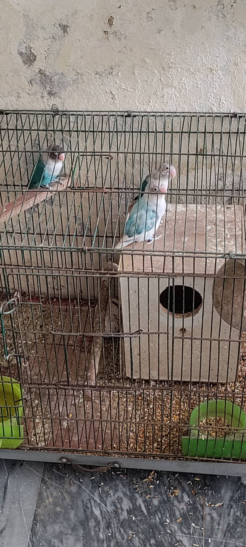 2 Lovebirds And Cage 2