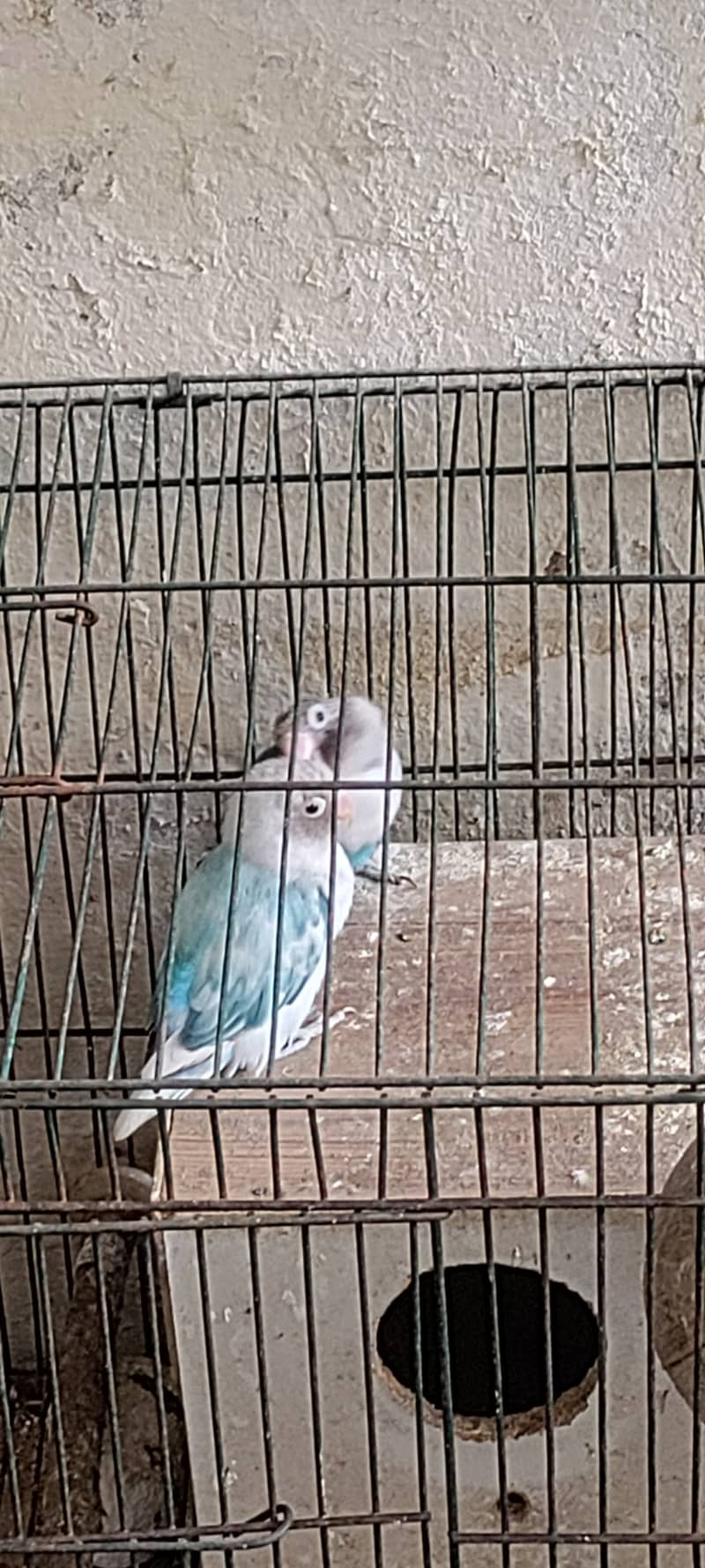 2 Lovebirds And Cage 3