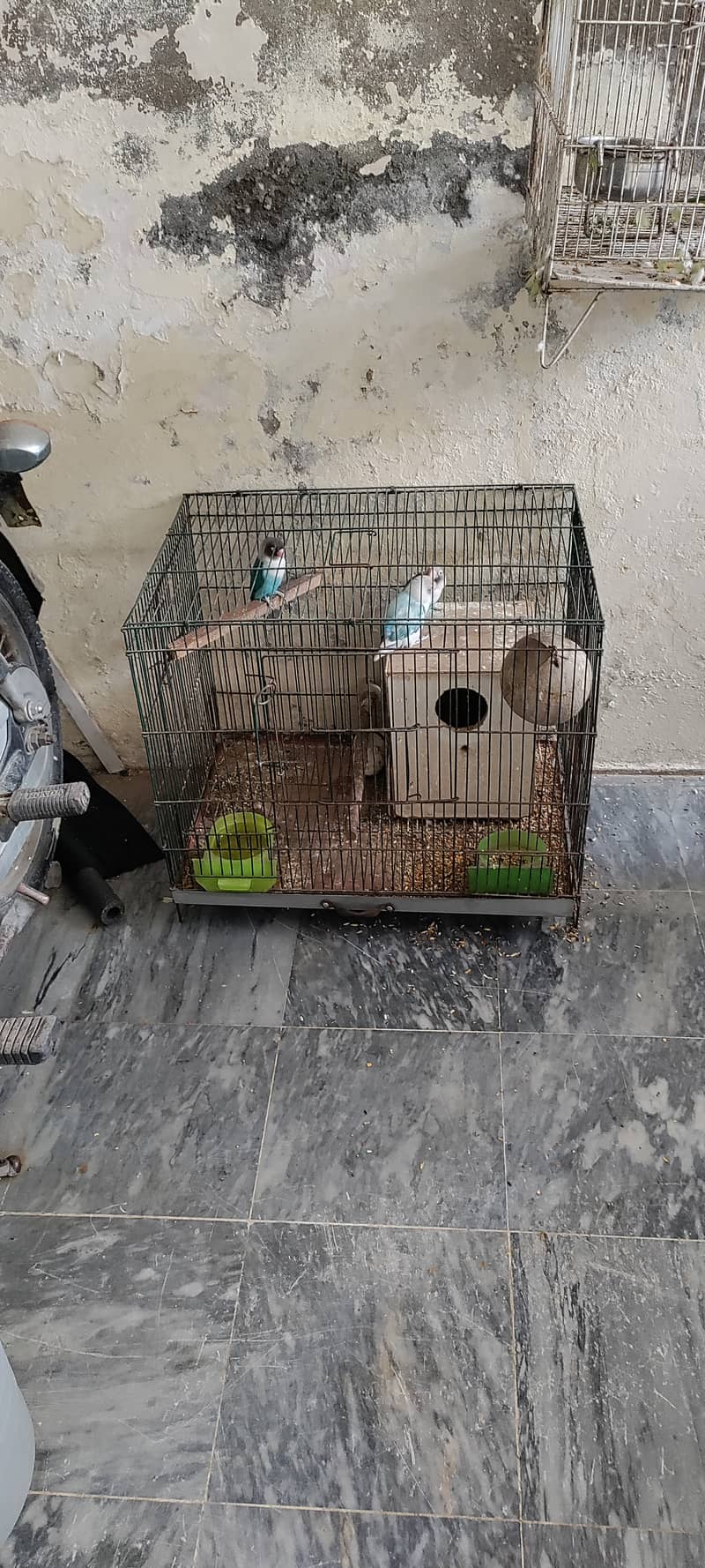 2 Lovebirds And Cage 4