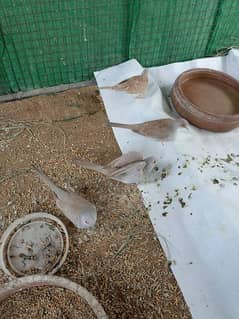 Red diamond dove breeder pair