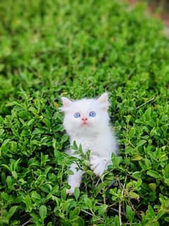 persian male kitten