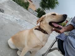 labra female dog for sale full security and friendly dog