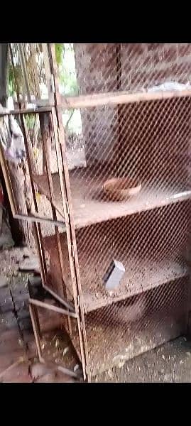 aseel murg pinjra cage 2