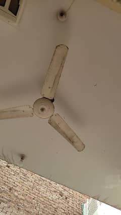 ceiling fan for sale